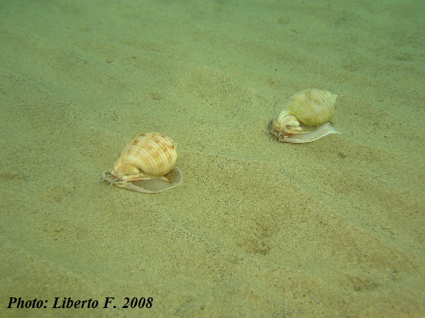 Phalium granulatum (Born, 1778) - riproduzione